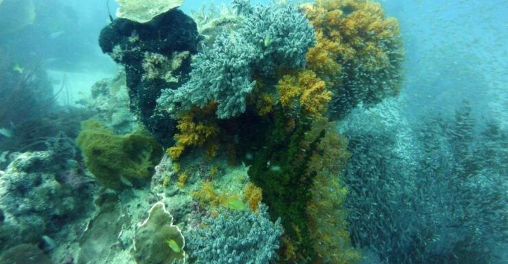 Diving Tour Karimunjawa (Private Tour) - Tour Information