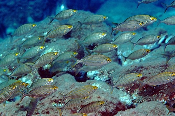 Diving With PADI 5 Star CDC Diving Resort Isola Bella Marine Park Taormina - Important Information