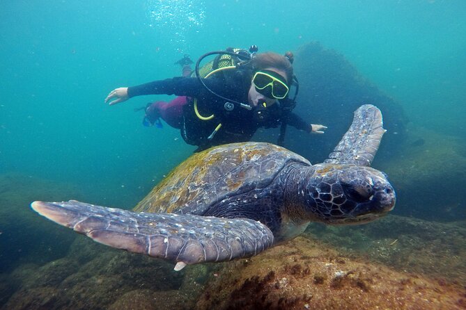 Diving With Turtles in Floripa - Dive Package Inclusions