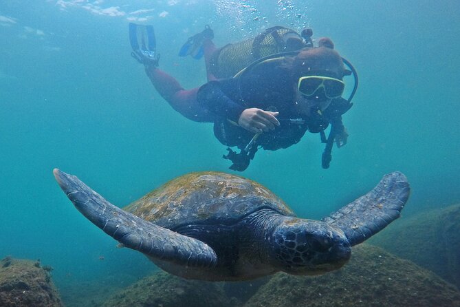 Diving With Turtles in Floripa - Meeting Point Details