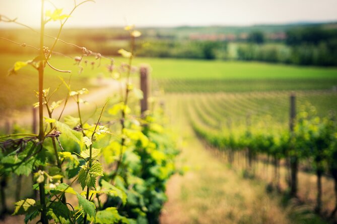 Divino Vesuvio - Wine Tasting on the Slopes of Mount Vesuvius From Naples - Tour Details