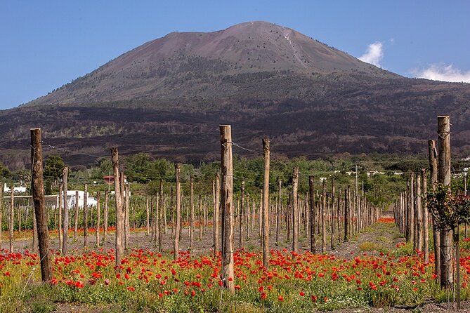 Divino Vesuvio - Wine Tasting on the Slopes of Mount Vesuvius From Naples - Positive Reviews