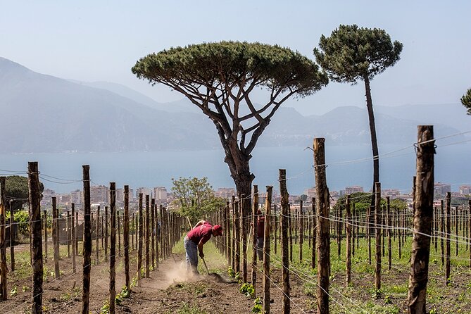 Divino Vesuvio - Wine Tasting on the Slopes of Mount Vesuvius From Naples - Directions
