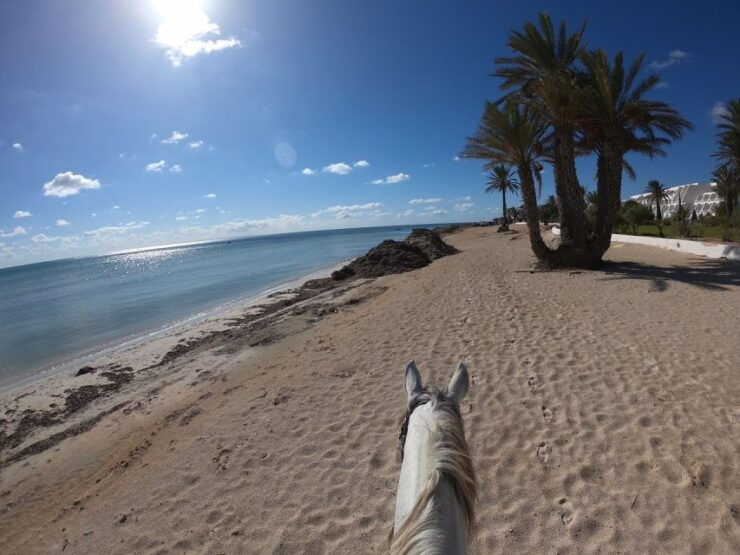 Djerba: 2-Hour Lagoon Horse Riding Experience - Instructor Details