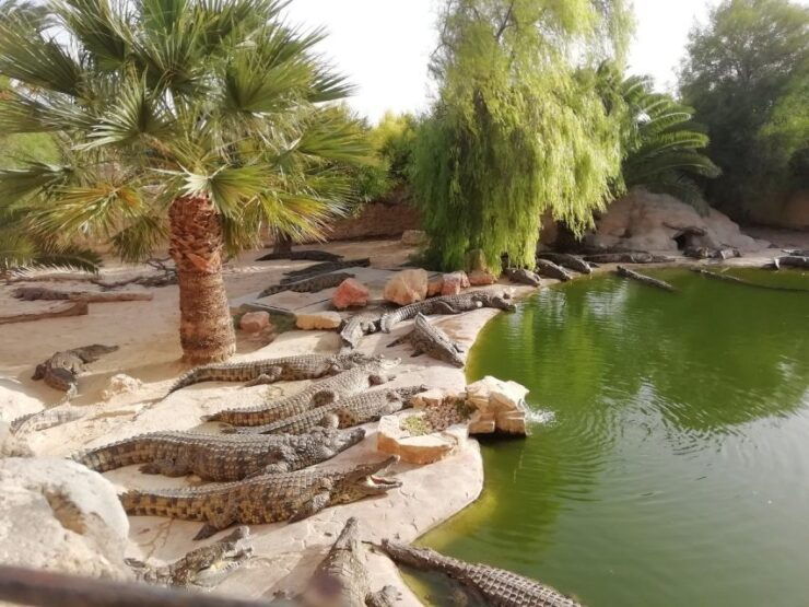 Djerba: Explore Park and Crocodile Farm With Pickup - Ticket Information