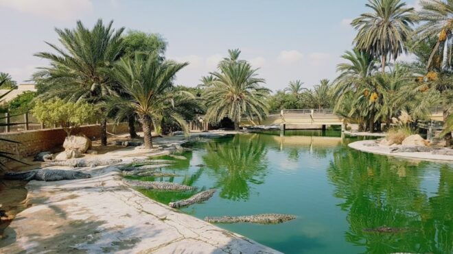 Djerba: Explore Park and Crocodile Farm With Pickup - Traditional Oil Mill