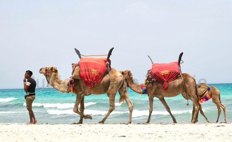 Djerba: Guided Camel Ride With Blue Lagoon Visit - Full Description