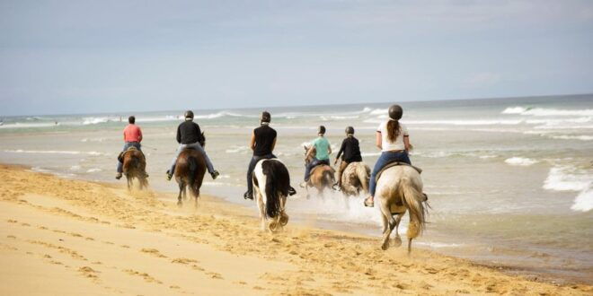 Djerba: Guided Horseback Riding Tour - Customer Reviews