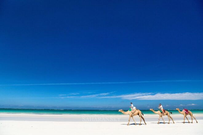 Djerba: Lagoon Camel Ride Experience - Full Description