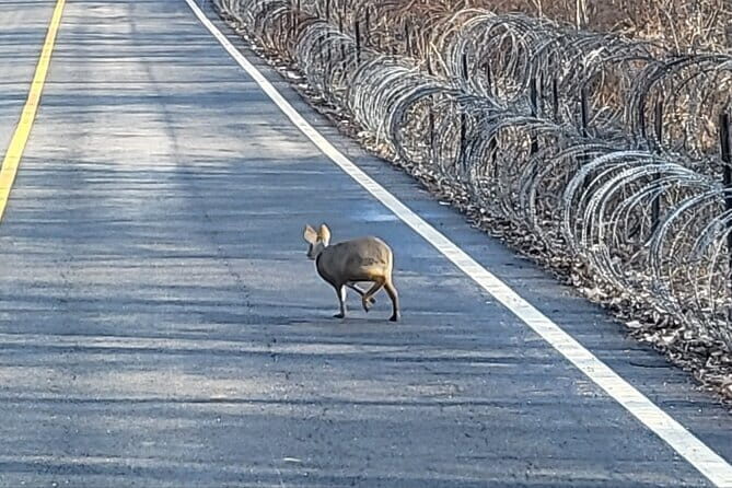 DMZ Private tour & Suspension Bridge - Why This Experience Offers Value