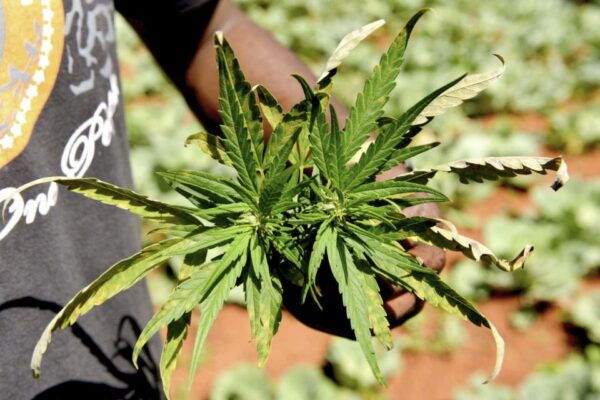 Do You Speak Grass? German Tour of Amsterdam's Coffeeshops - The Sum Up