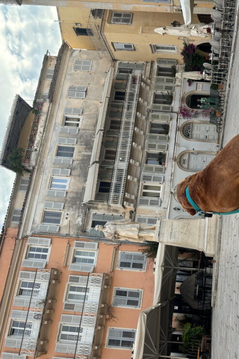 Dog City Tour or Enjoy the City With 4 Paws Guide - Experience Highlights