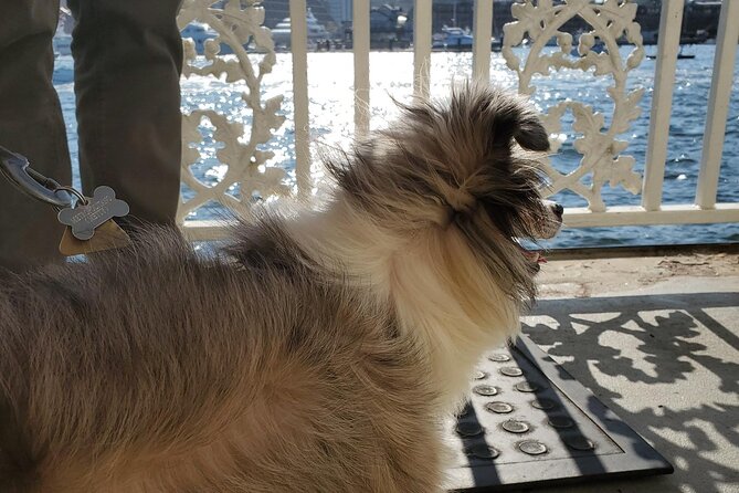 Dog Day of Summer Harbor Cruise in Boston - Overview of the Dog-Friendly Harbor Cruise