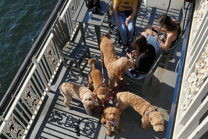 Dog Day of Summer Harbor Cruise in Boston - Cancellation Policy for the Harbor Cruise