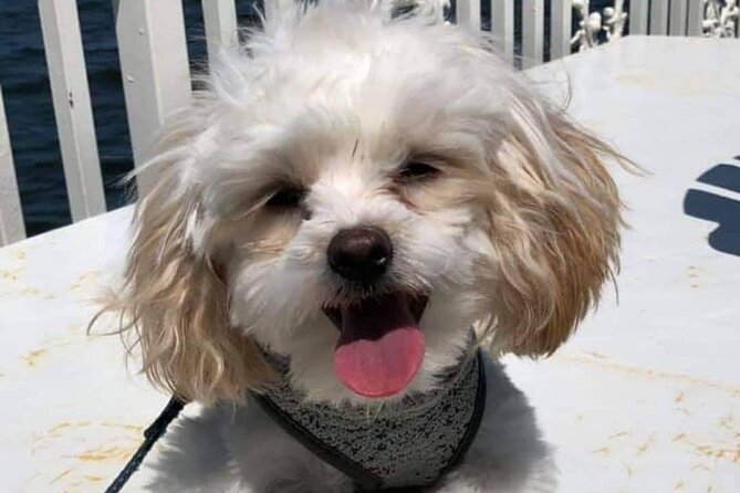 Dog Day of Summer Harbor Cruise in Boston - Traveler Photos of the Harbor Cruise Experience