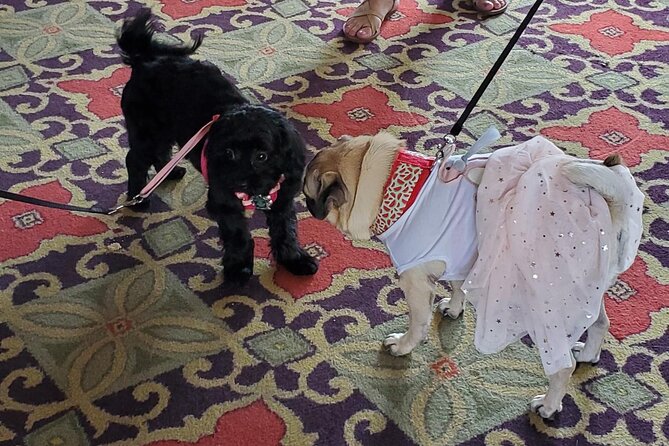 Dog Day of Summer Harbor Cruise in Boston - Reviews of the Dog Day Harbor Cruise