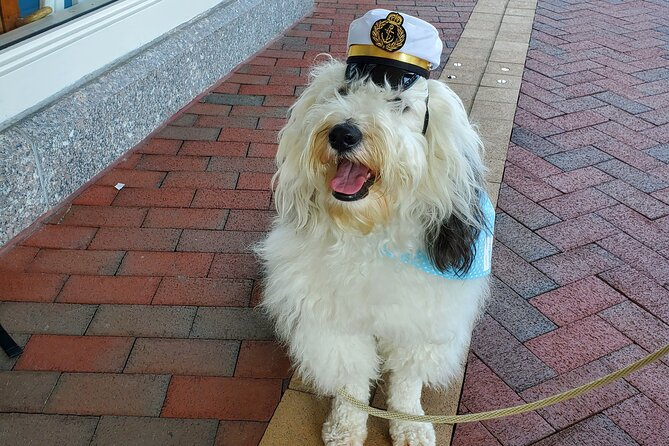 Dog Day of Summer Harbor Cruise in Boston - The Sum Up
