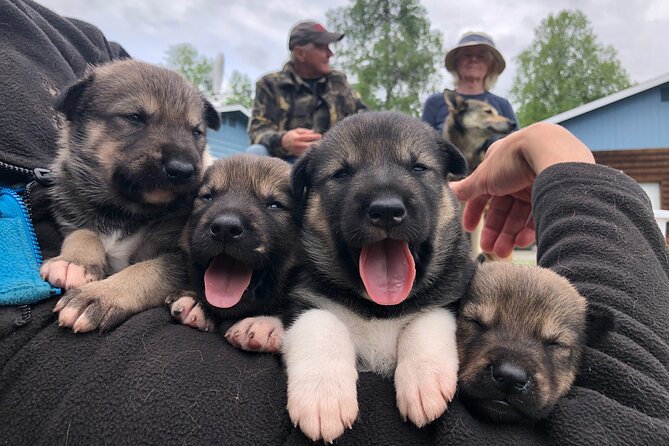 Dog Sledding Adventure in Willow, Alaska - Additional Information