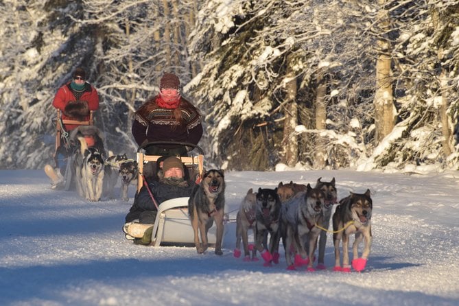 Dog Sledding and Mushing Experience in North Pole - Pricing and Booking