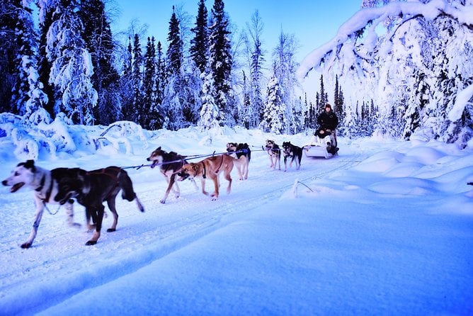 Dog Sledding and Mushing Experience in North Pole - Traveler Reviews