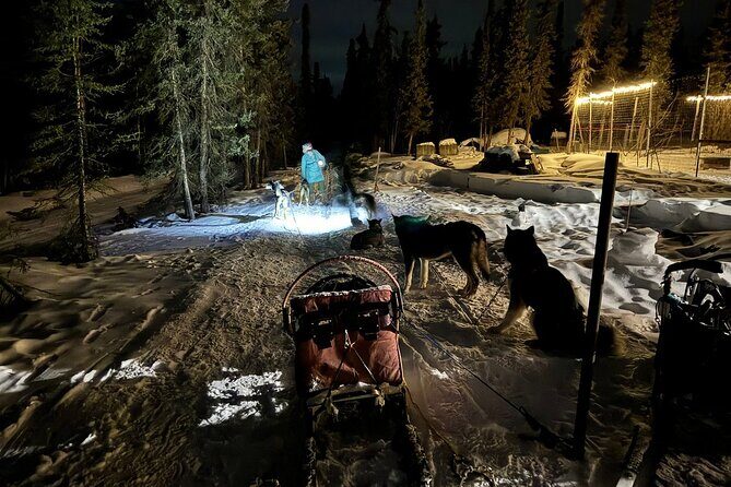 Dog Sledding and Northern Lights Combo Night - Practical Details and Tips