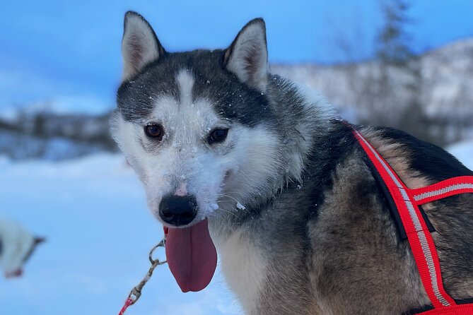 Dog Sledding With Greenland Dogs - Essential Gear for Dog Sledding