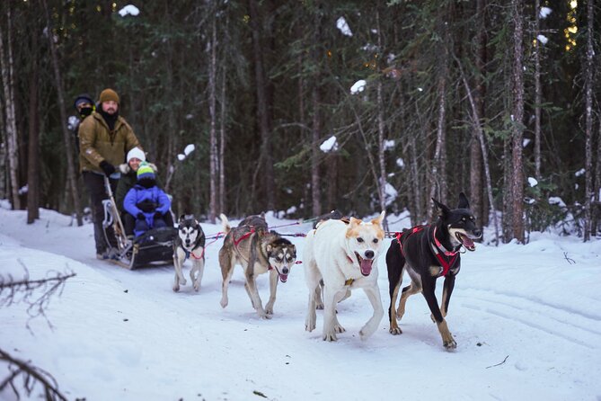 Dogsled and Reindeer Day Trip to Borealis Basecamp - Meet the Reindeer Herd