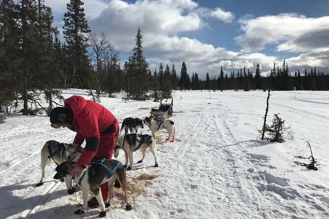 Dogsledding in the Heart of Alaska - Good To Know