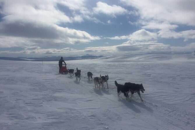 Dogsledding in the Heart of Alaska - Analyzing the Tour’s Value