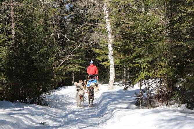 Dogsledding Nordic Adventure in Mont Tremblant - Dogsledding Nordic Adventure in Mont Tremblant: An Authentic Canadian Winter Experience
