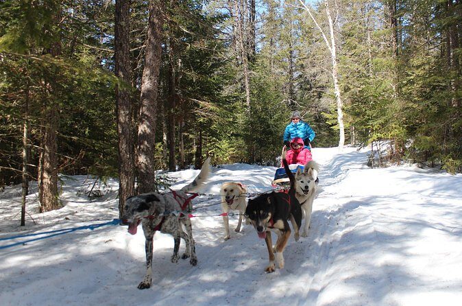 Dogsledding Nordic Adventure in Mont Tremblant - The Sum Up