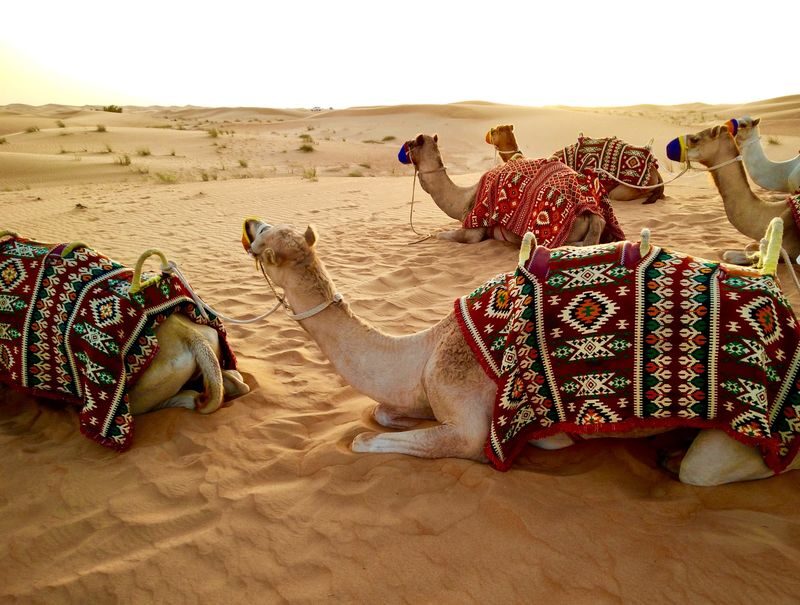 Doha: Combo Full Day Private Doha City & Desert Safari Tour. - Pickup, timing and what to bring