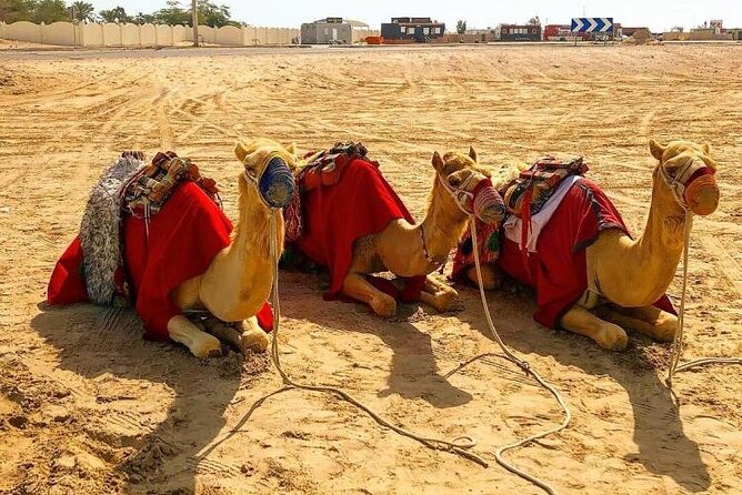 Doha Layover Desert Safari, Camel Ride, Sand Boarding, Inland Sea - Duration and Logistics