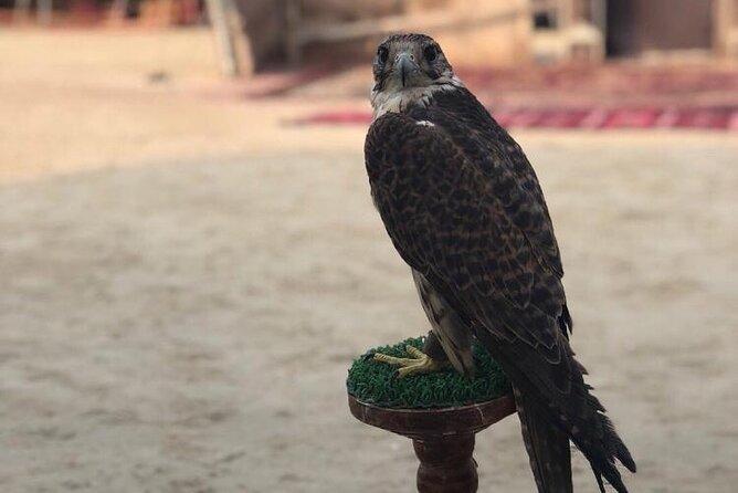 Doha Layover Desert Safari, Camel Ride, Sand Boarding, Inland Sea - The Sum Up