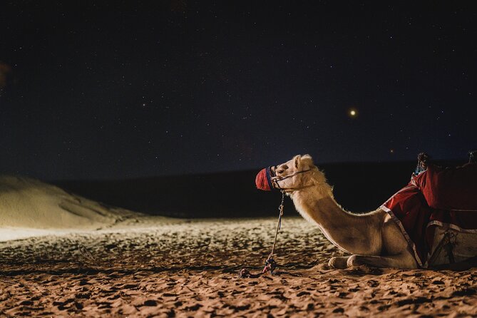 Doha : Night Desert Safari Transit Safari Camel Ride Dune Bashing - Pick-up and Drop-off Services