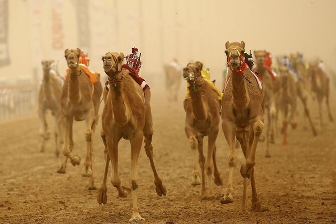 Doha, Qatar: Came Racing Track, Oryx & Sheikh Faisal Museum Tour. - Tour Highlights