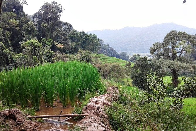 Doi Inthanon Day Tour - Booking Information