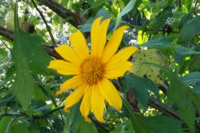 Doi Inthanon National Park and Hiking - Wildlife and Flora to Explore