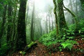 Doi Inthanon National Park in Chiang Mai - Choosing between Kew Mae Pan and Pha Dok Siew