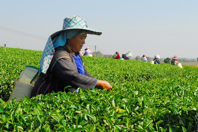 Doi Mae Salong and Mae Sai Explored - Exploring Hill Tribe Villages