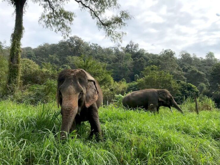 Doi Suthep Temple & Ethical Elephant Sanctuary Day Trip. - Elephant Sanctuary Experience