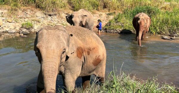 Doi Suthep Temple & Ethical Elephant Sanctuary Day Trip. - Hotel Pickup and Scenic Journey