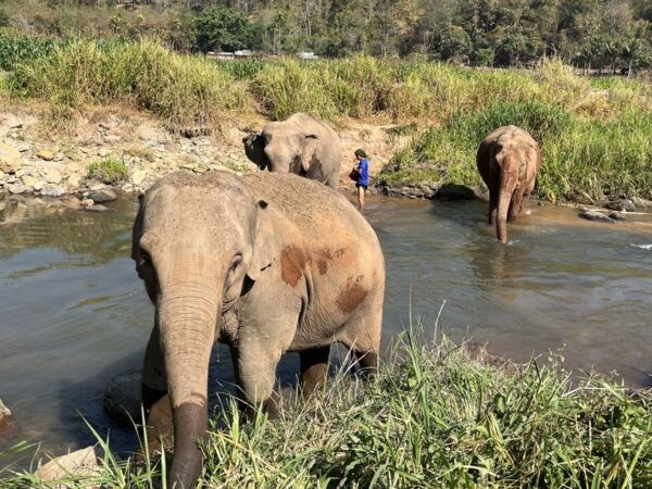Doi Suthep Temple & Ethical Elephant Sanctuary Day Trip. - Common Questions