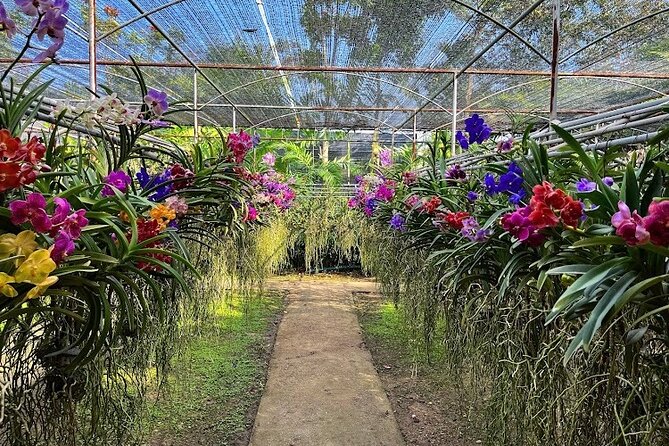 Doi Suthep Temple, Pha Lat Temple, Sticky Waterfall, Orchid Farm - Unique Features of the Sticky Waterfall