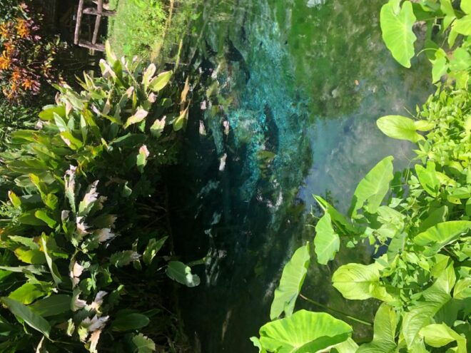 Doi Suthep Temple & Sticky Waterfall & Pha Lat Temple - Reviews and Recommendations