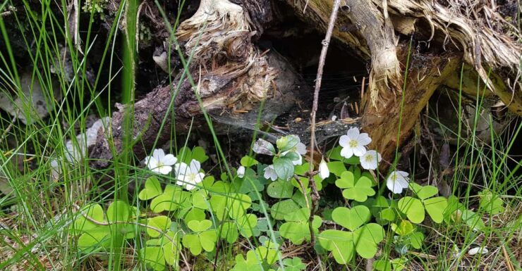 Dolomites: Experiences With the 5 Senses in the Forest - Good To Know