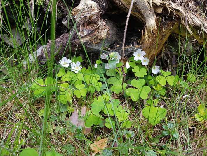 Dolomites: Experiences With the 5 Senses in the Forest - Connecting Through the Five Senses