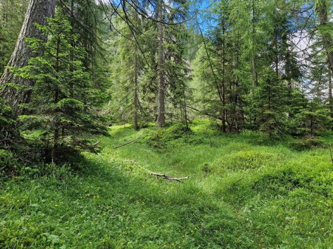 Dolomites: Experiences With the 5 Senses in the Forest - Exploring the Sights of the Forest