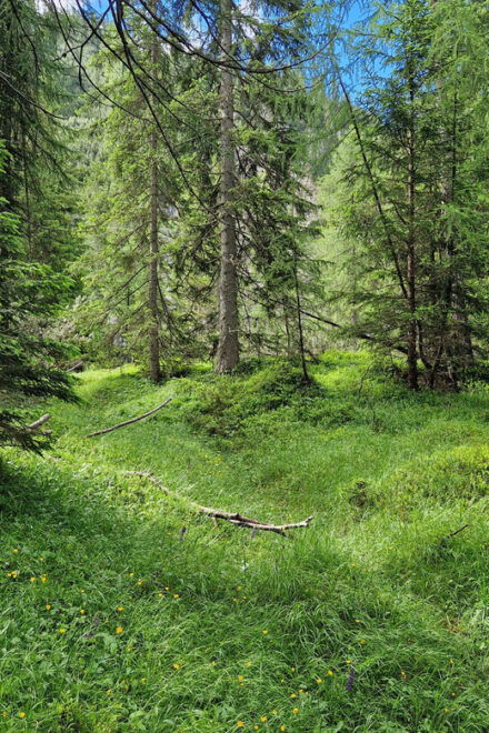 Dolomites: Experiences With the 5 Senses in the Forest - Feeling the Textures of the Environment