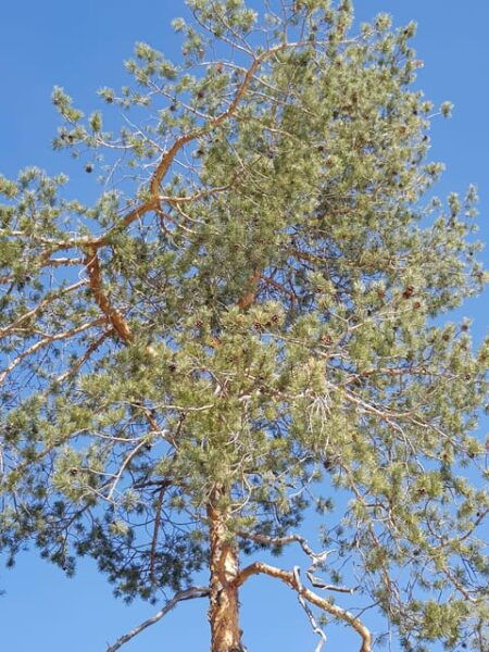 Dolomites: Experiences With the 5 Senses in the Forest - Reflections and Takeaways